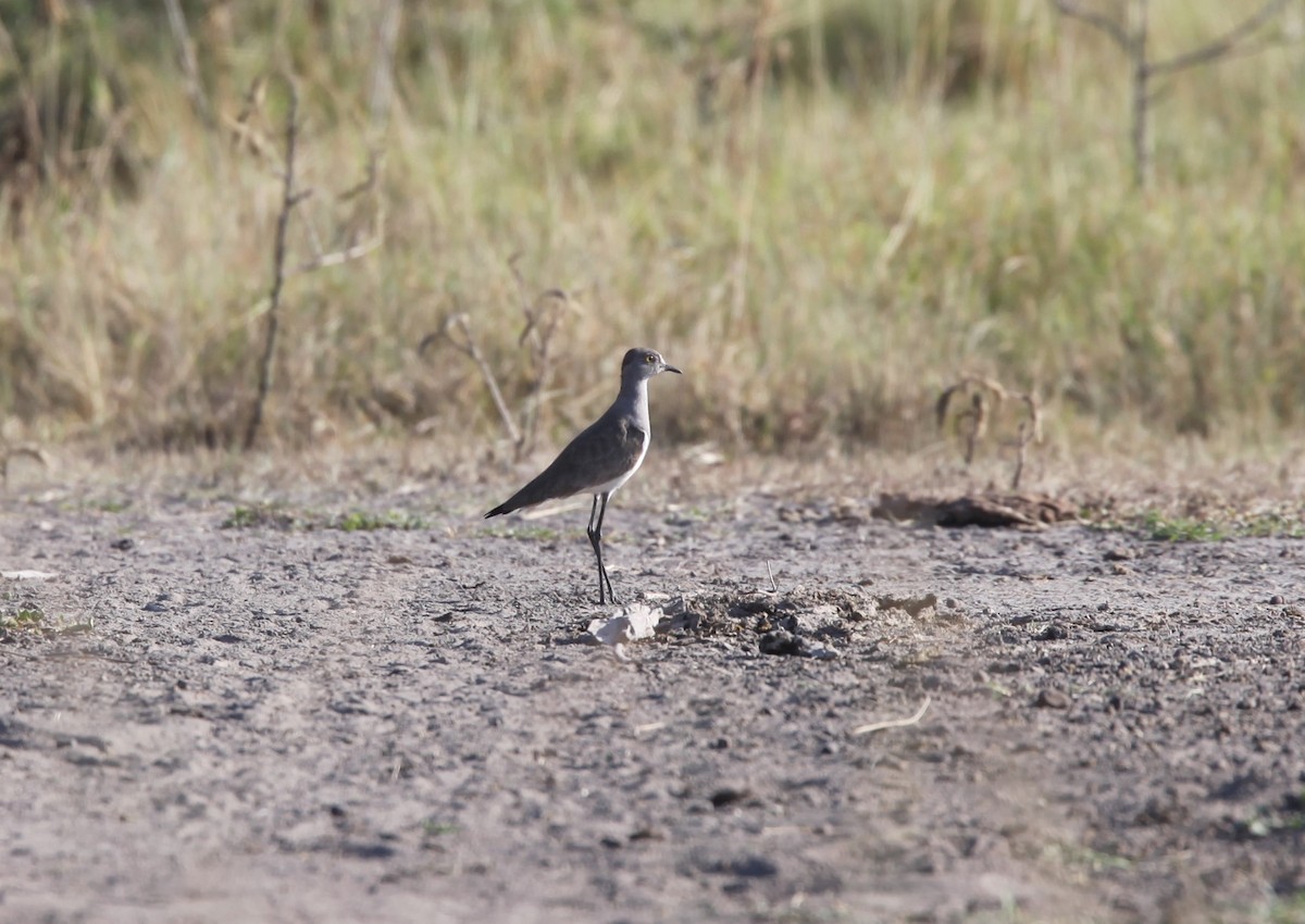 Senegal Lapwing - ML218114451