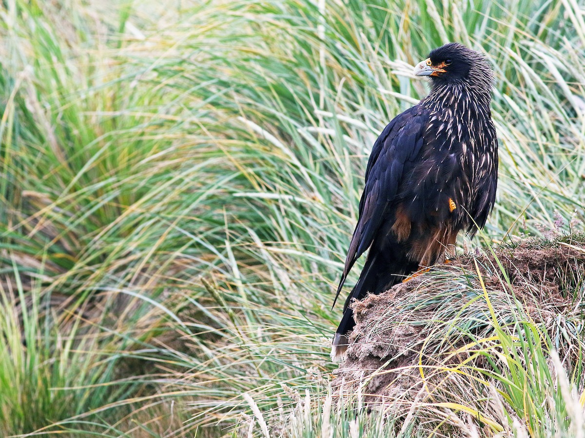 Striated Caracara - Andrew Spencer