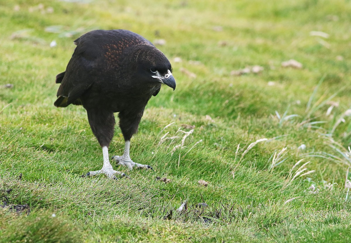 Striated Caracara - ML21811621