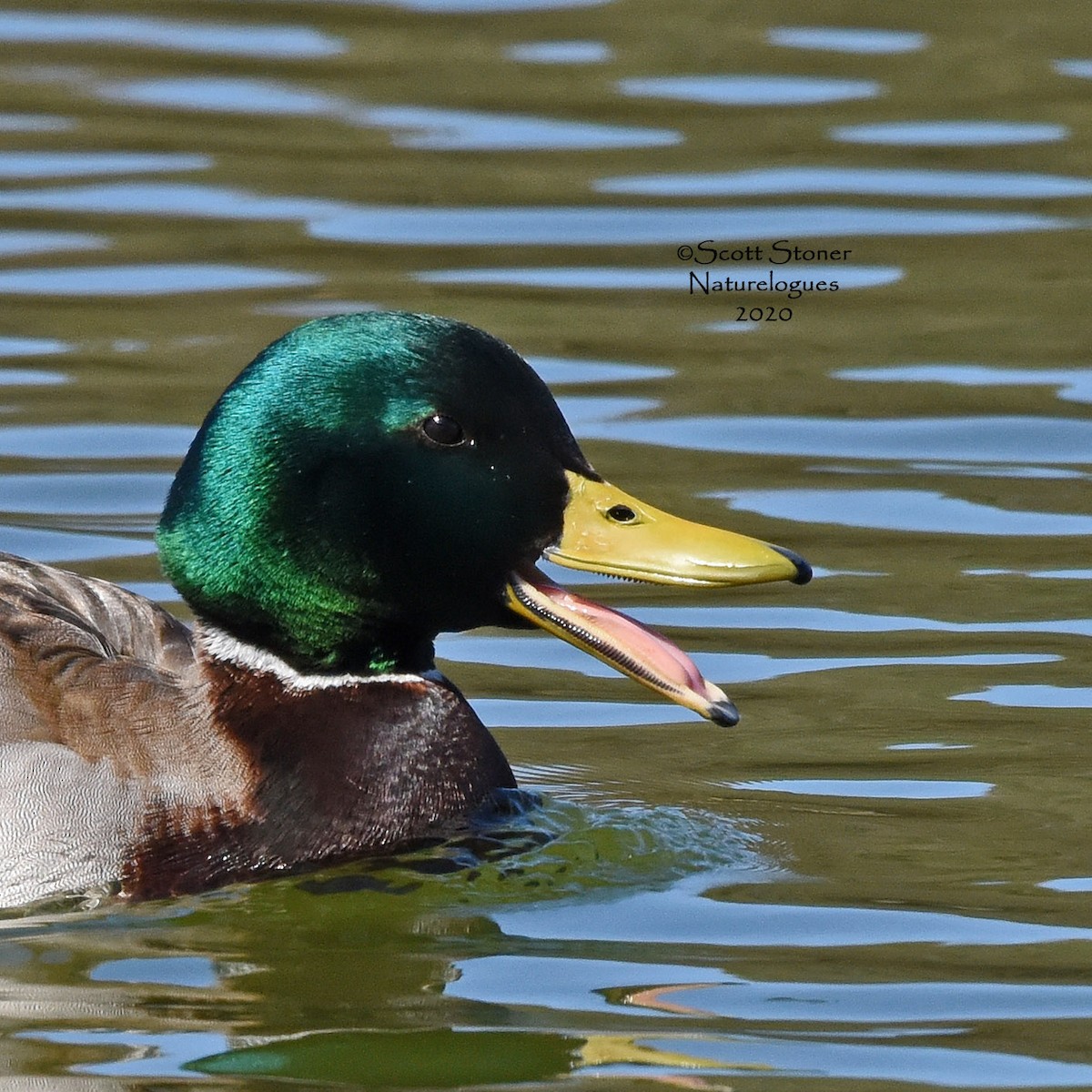 Mallard - ML218117931