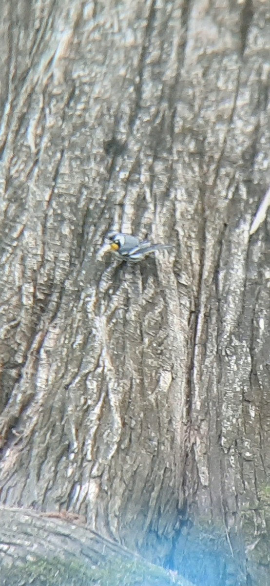 Yellow-throated Warbler - ML218118261