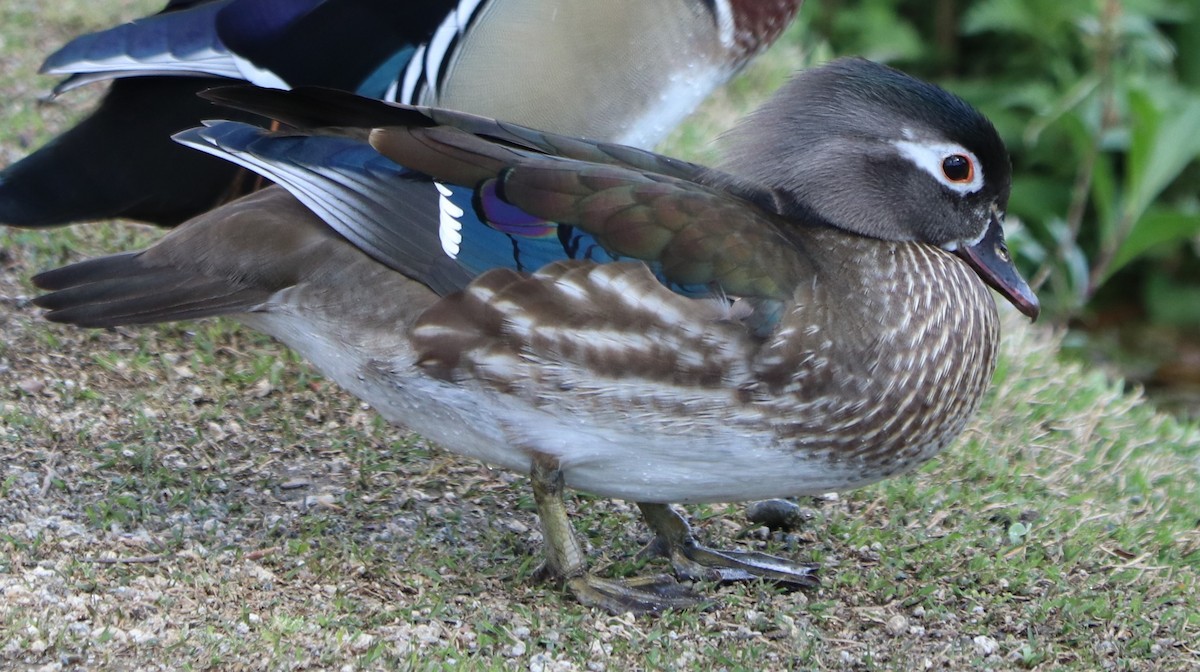 Wood Duck - Sara Masuda