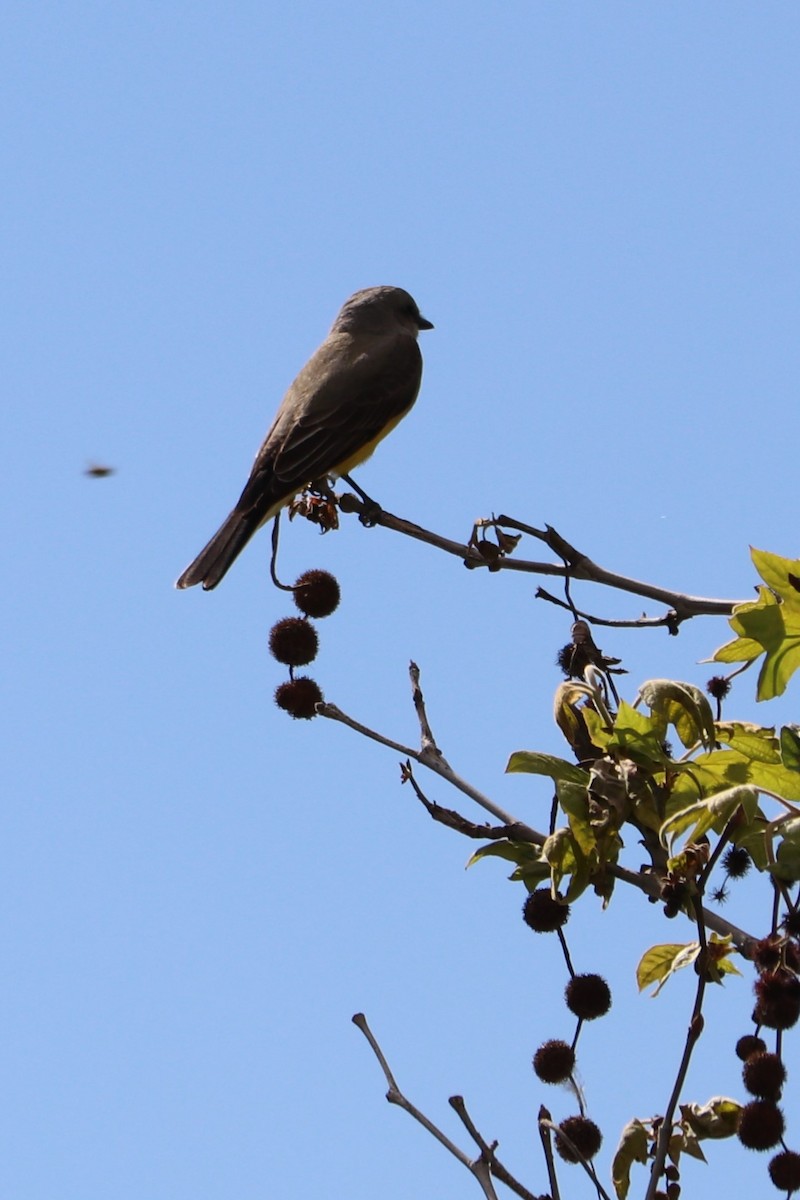 Western Kingbird - Sara Masuda