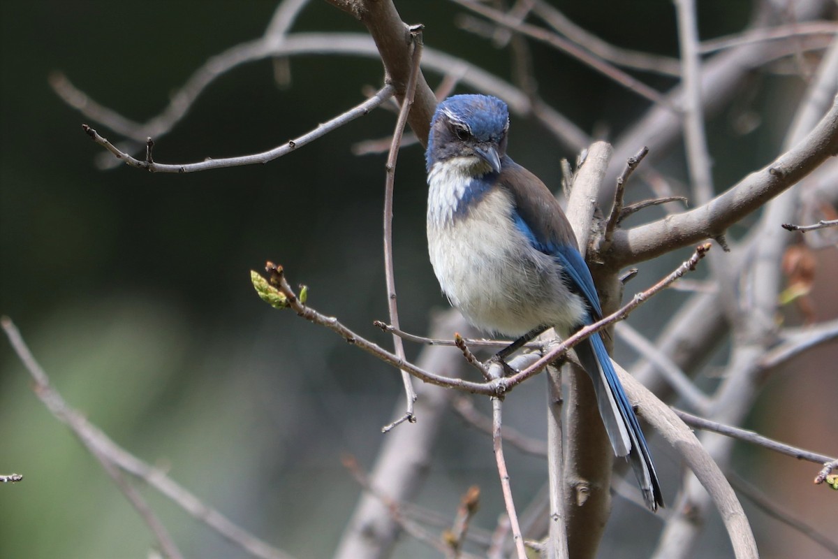 California Scrub-Jay - ML218119841