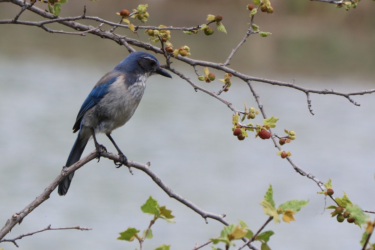 California Scrub-Jay - Sara Masuda