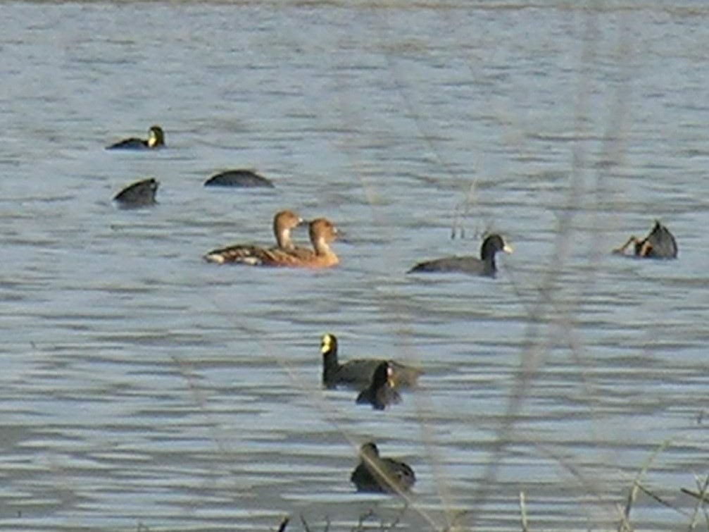 Fulvous Whistling-Duck - ML218120671