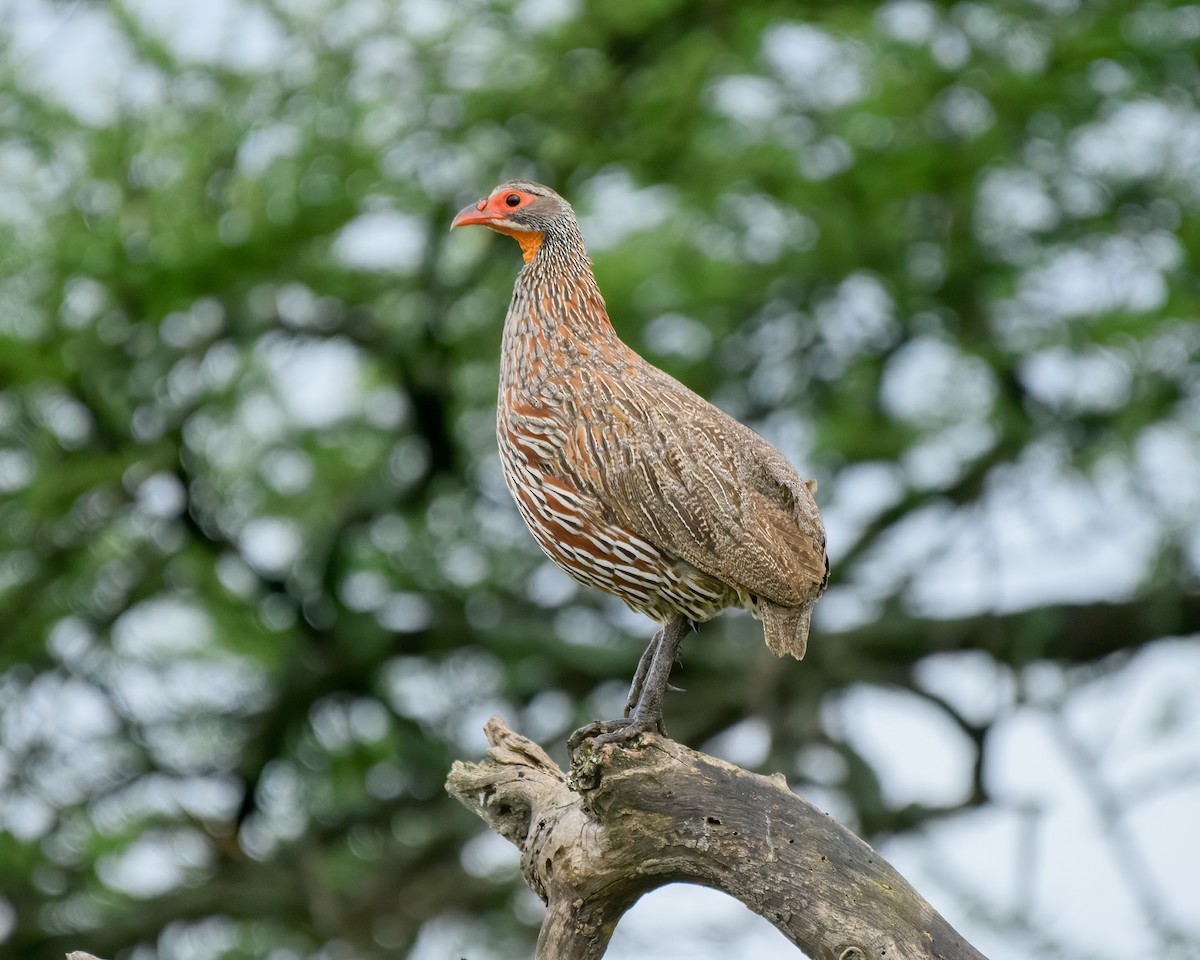 Gray-breasted Spurfowl - Dan Brown