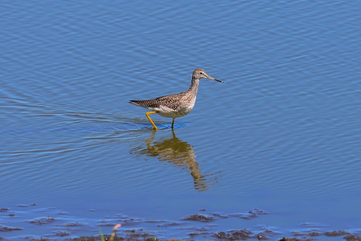 Greater Yellowlegs - ML21812181