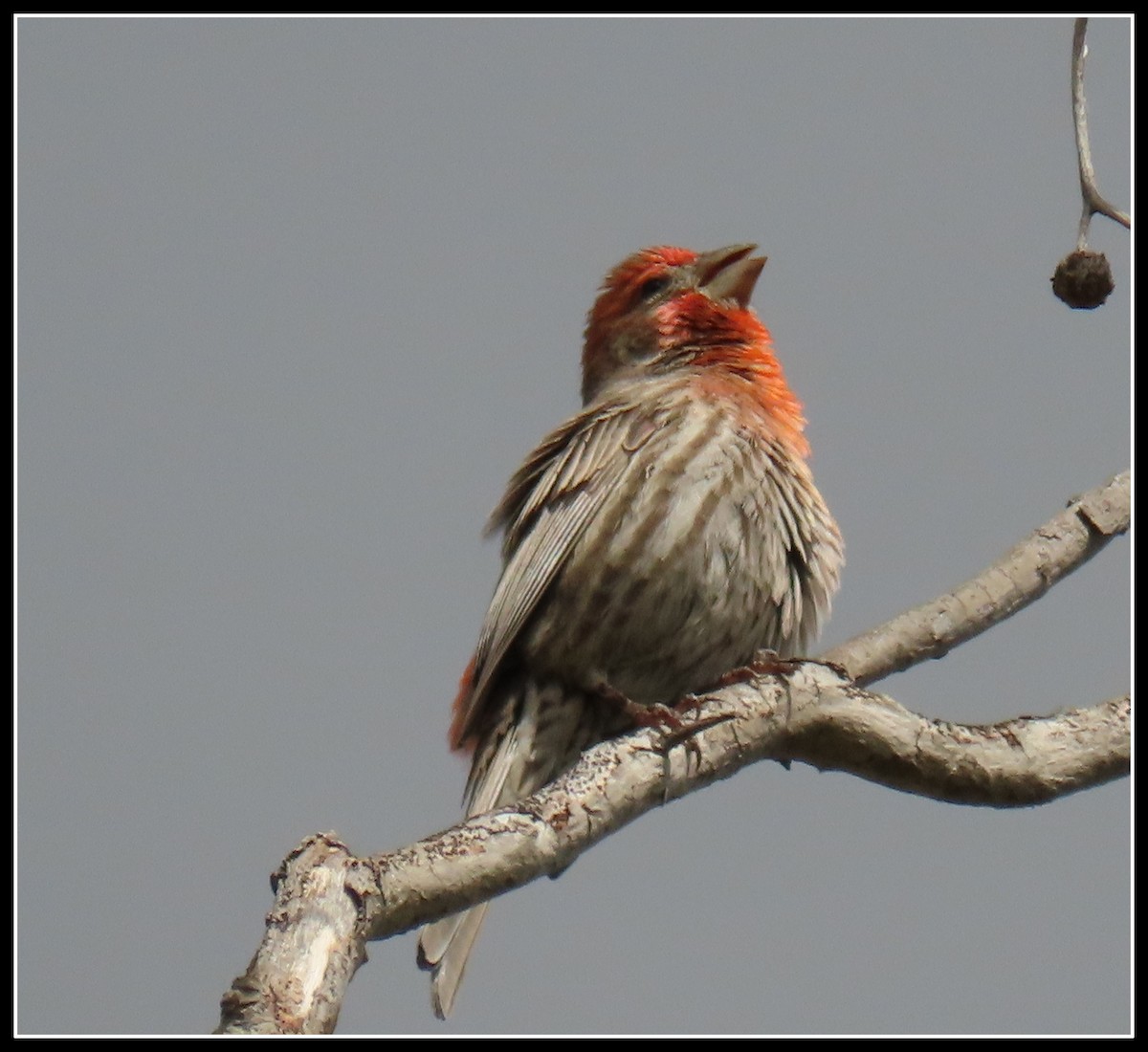 House Finch - ML218122541