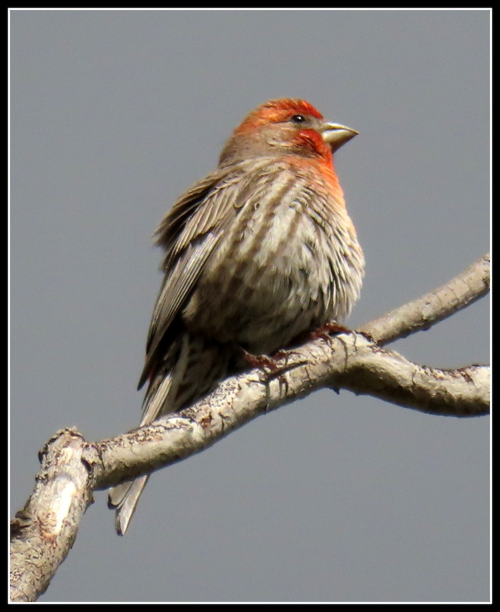 House Finch - ML218122621