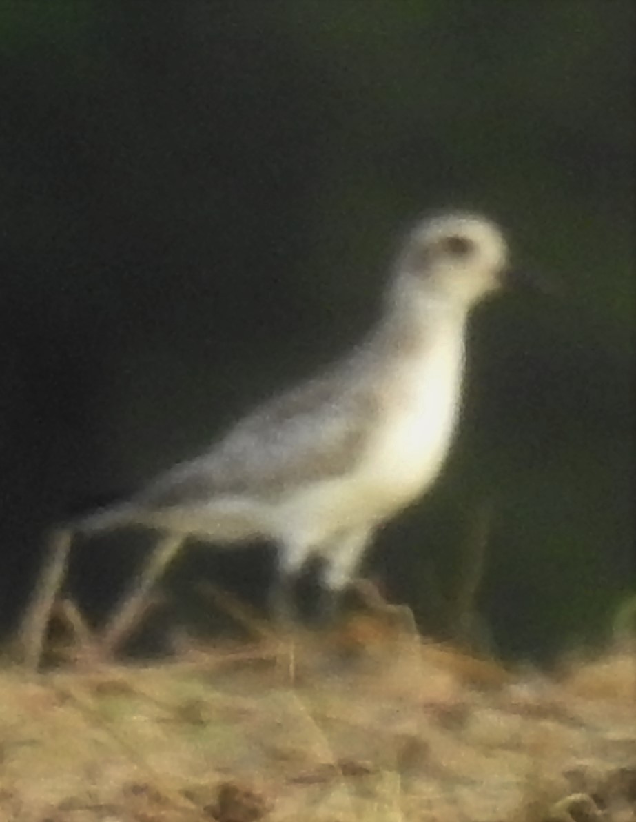 Black-bellied Plover - Eric Haskell