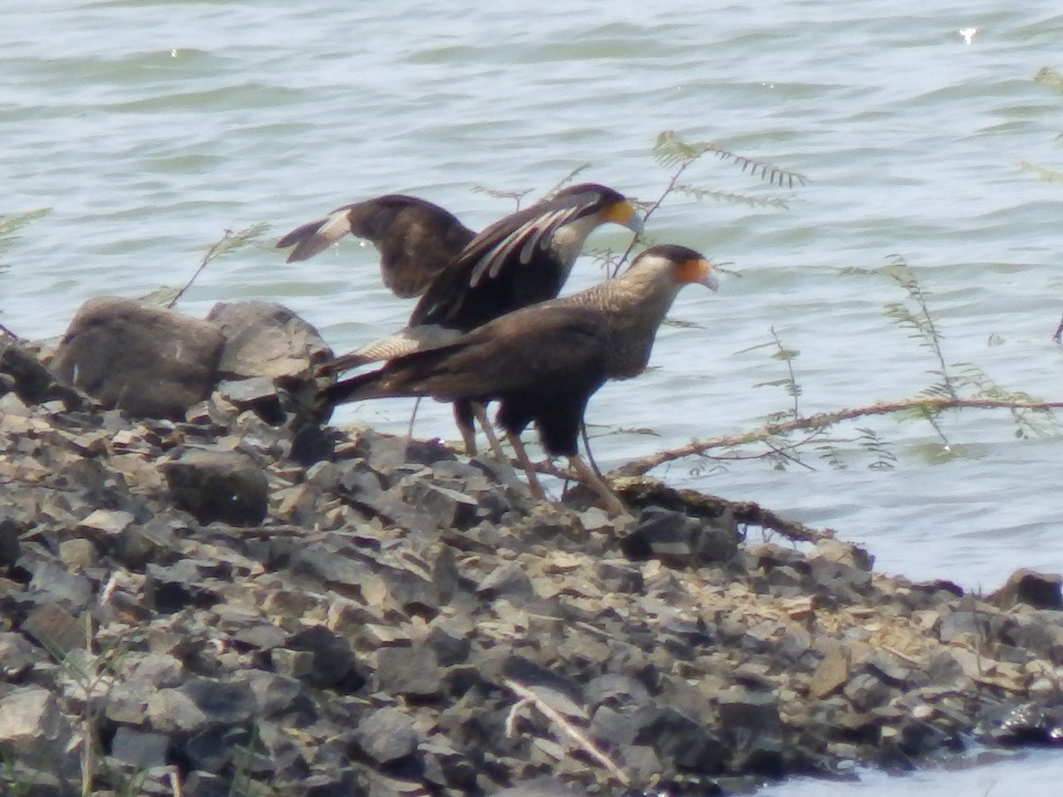 Crested Caracara (Northern) - ML218122941