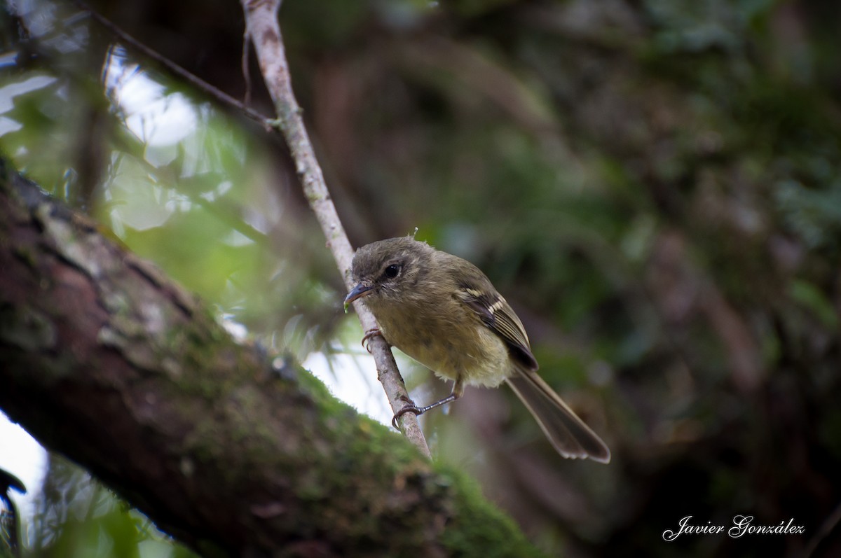 Mottle-cheeked Tyrannulet - ML218123511