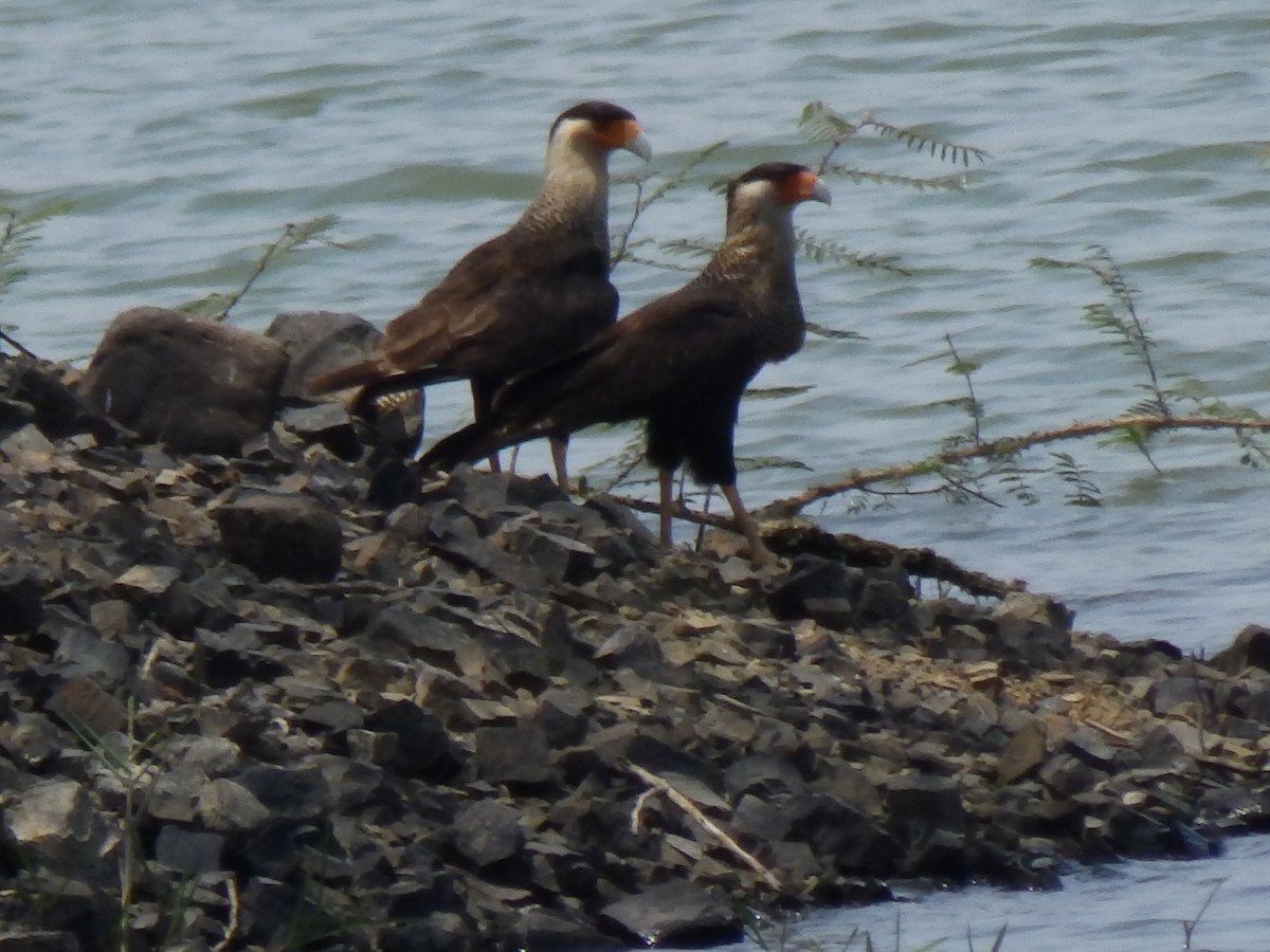 Crested Caracara (Northern) - ML218124151