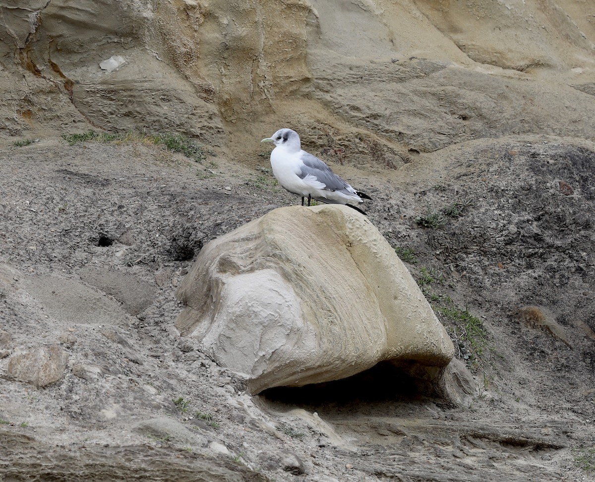 Black-legged Kittiwake - ML218125061