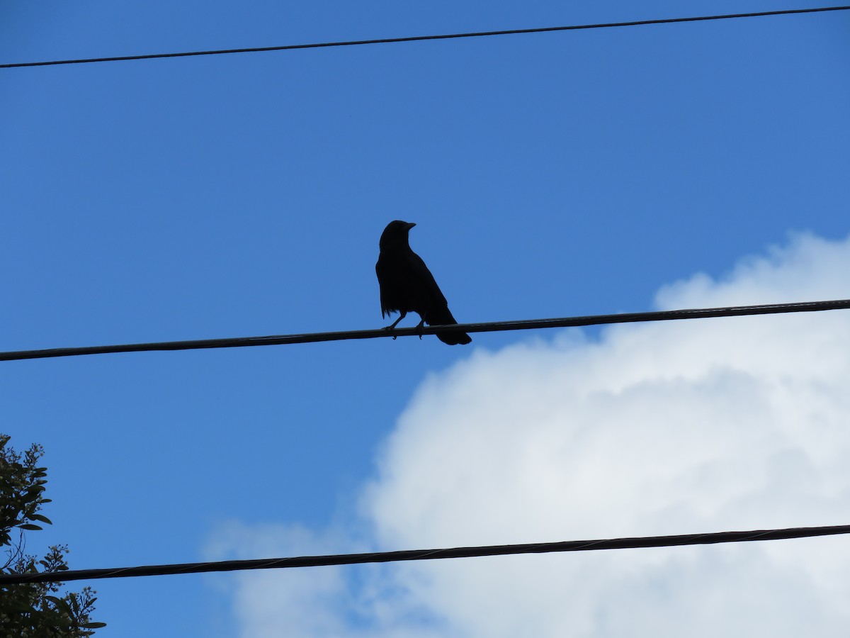 American Crow - ML218125131