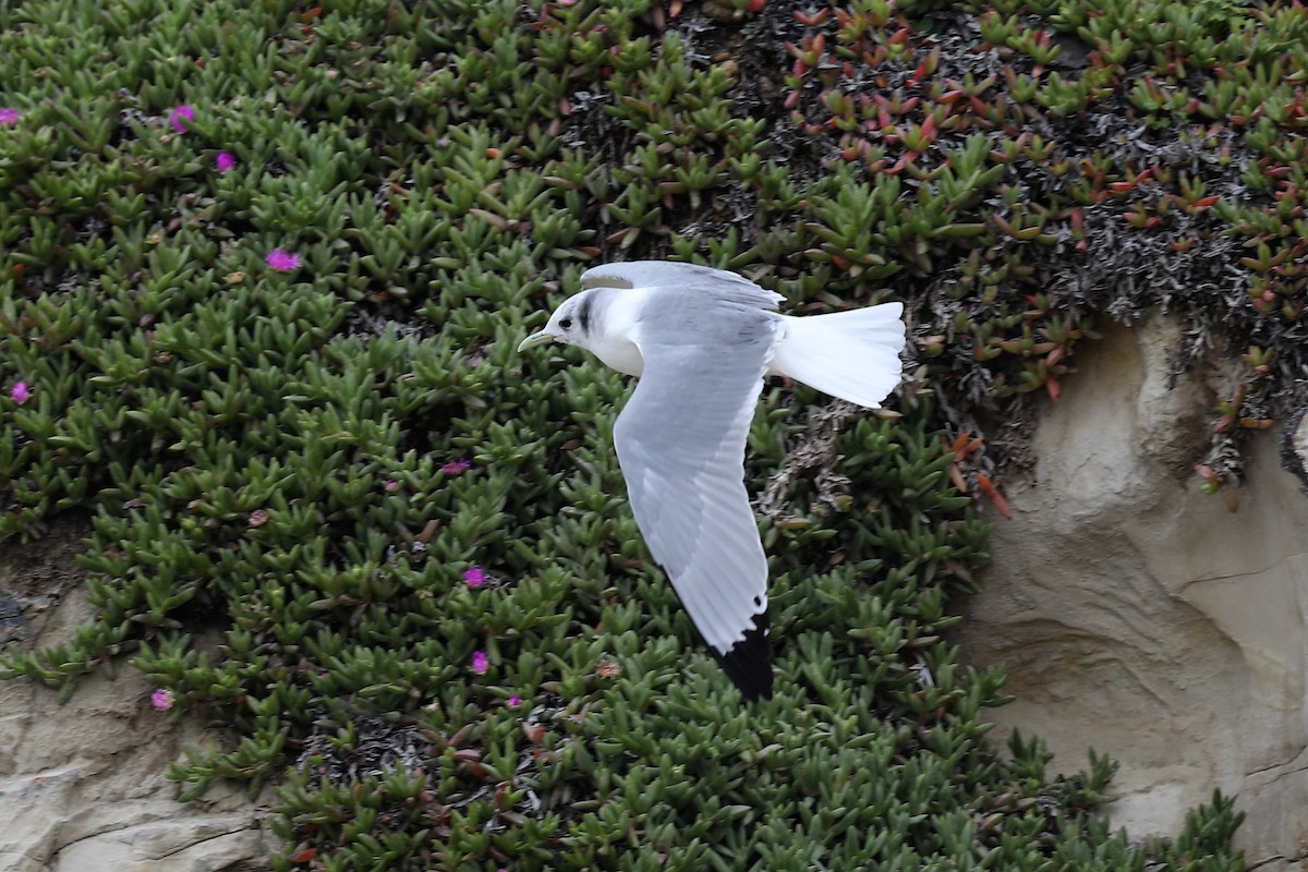 Black-legged Kittiwake - ML218125301