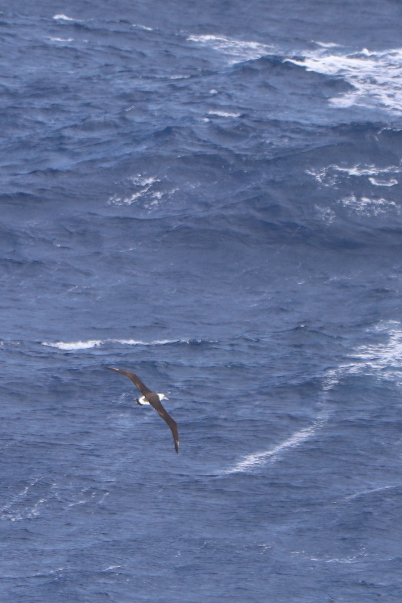 Темноспинный альбатрос - ML218125981