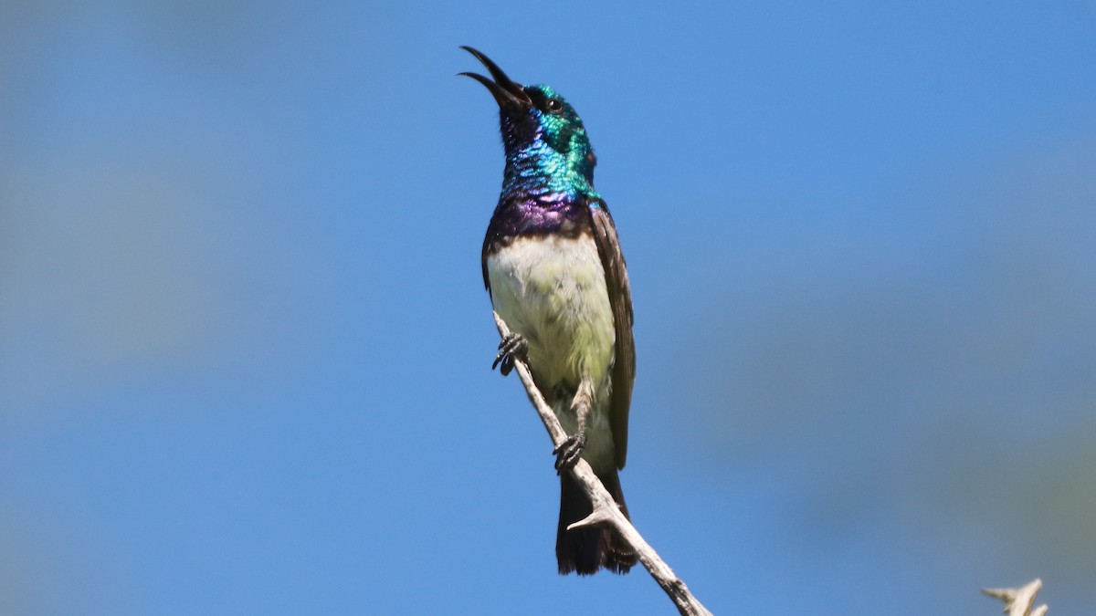 White-breasted Sunbird - ML218127131