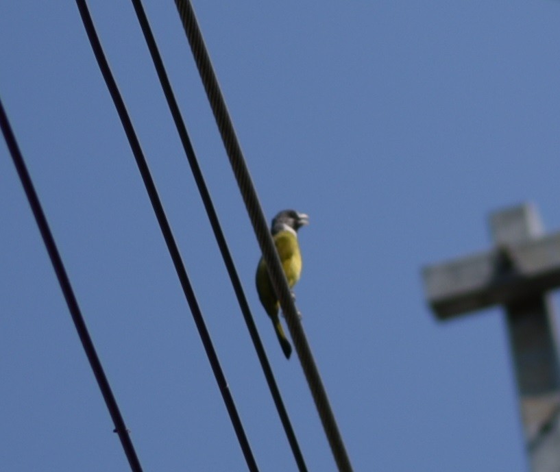 Collared Finchbill - ML218127941