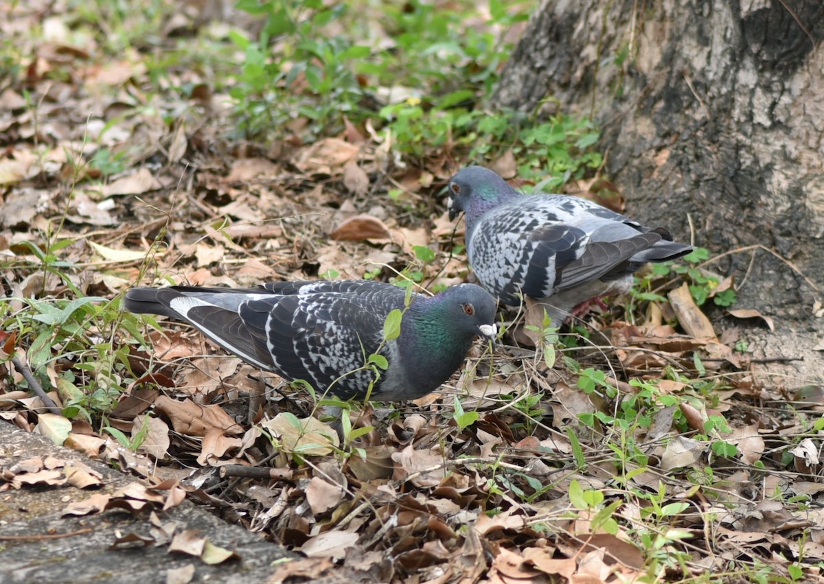 Rock Pigeon (Feral Pigeon) - ML218128261