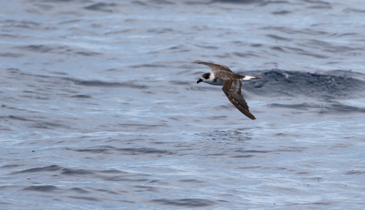 Black-capped Petrel - ML21812861