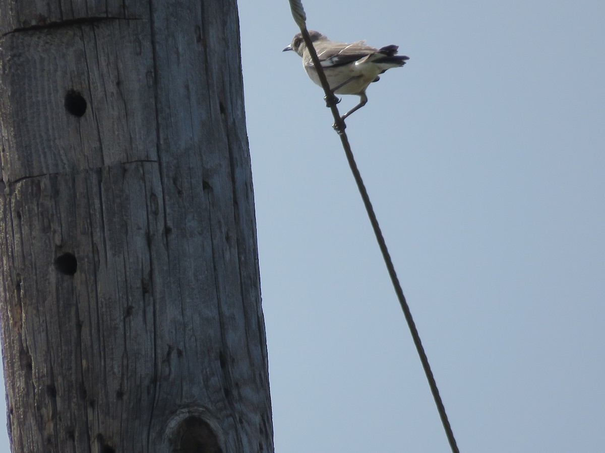 Northern Mockingbird - ML218128821