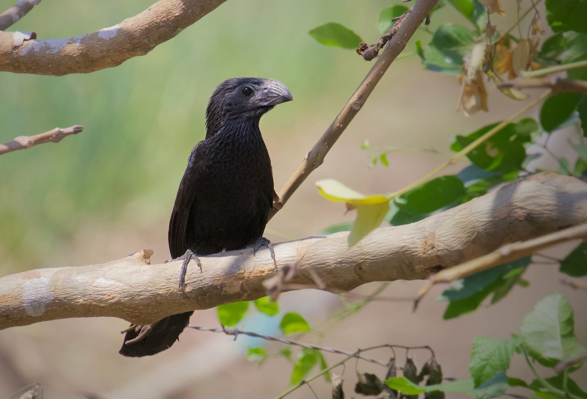 Groove-billed Ani - ML218130811