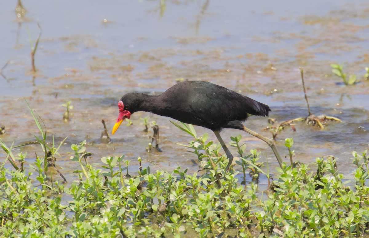 Wattled Jacana - ML218130911