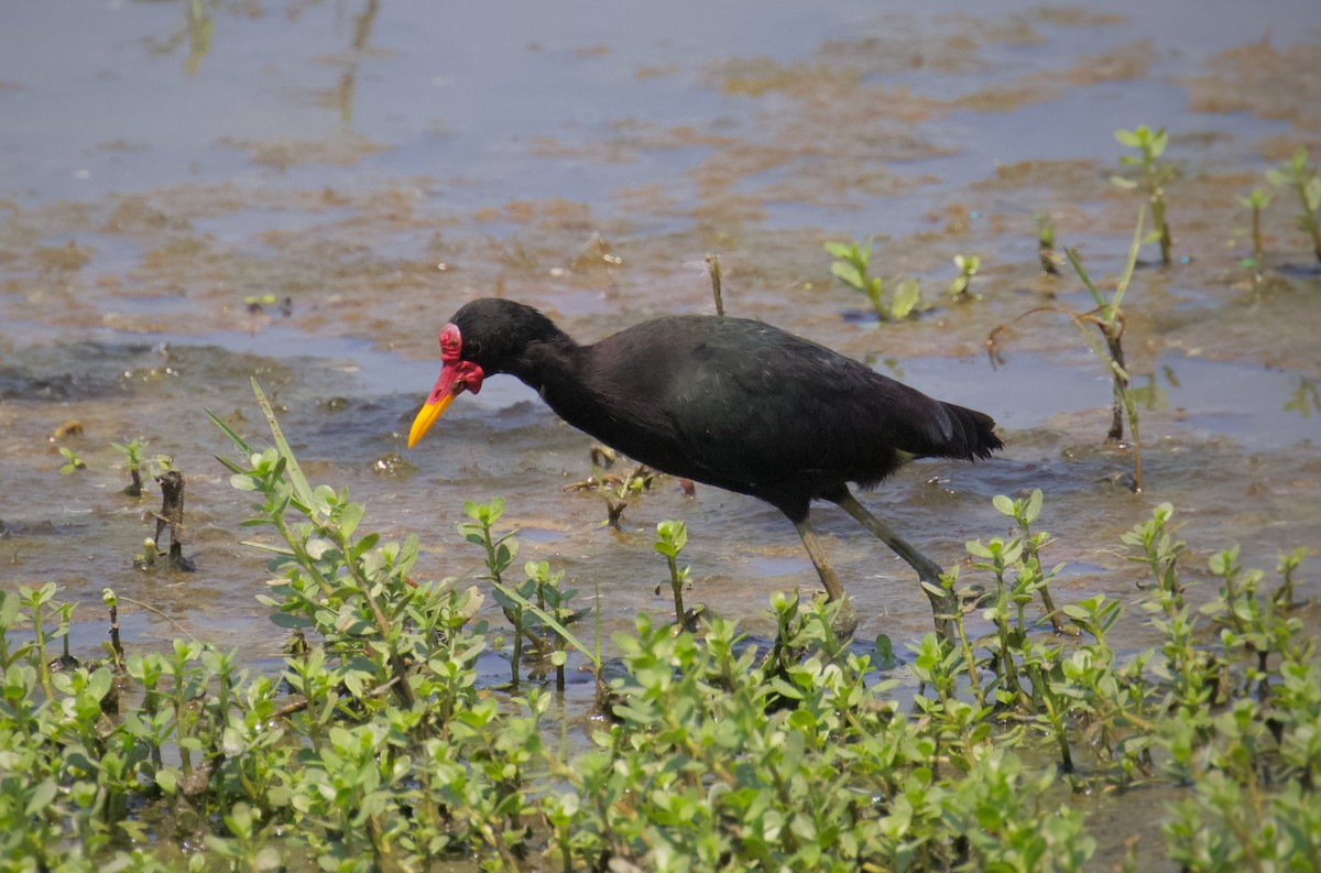 Wattled Jacana - ML218130931