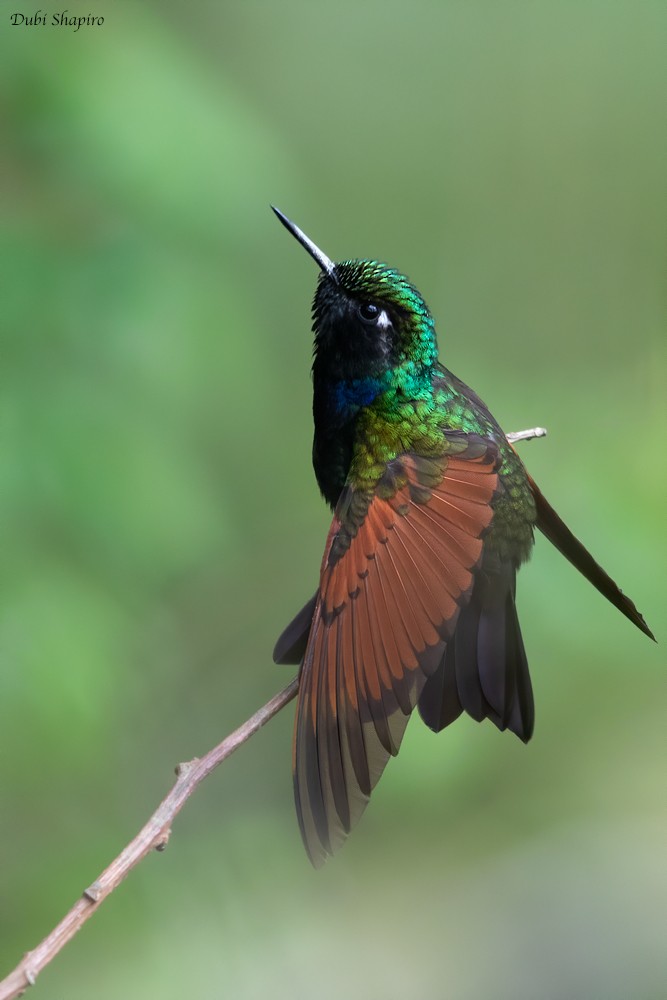 kolibřík rezavokřídlý - ML218130941