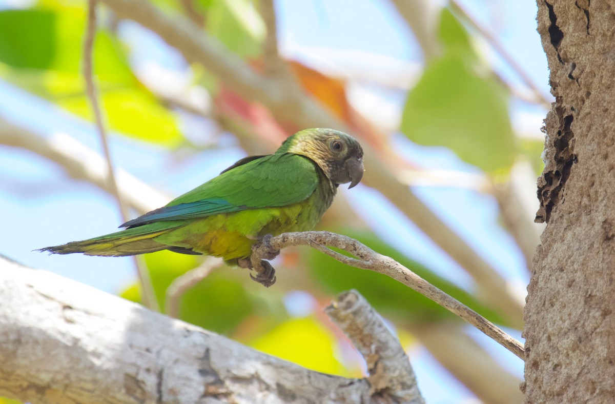 Brown-throated Parakeet - ML218130971