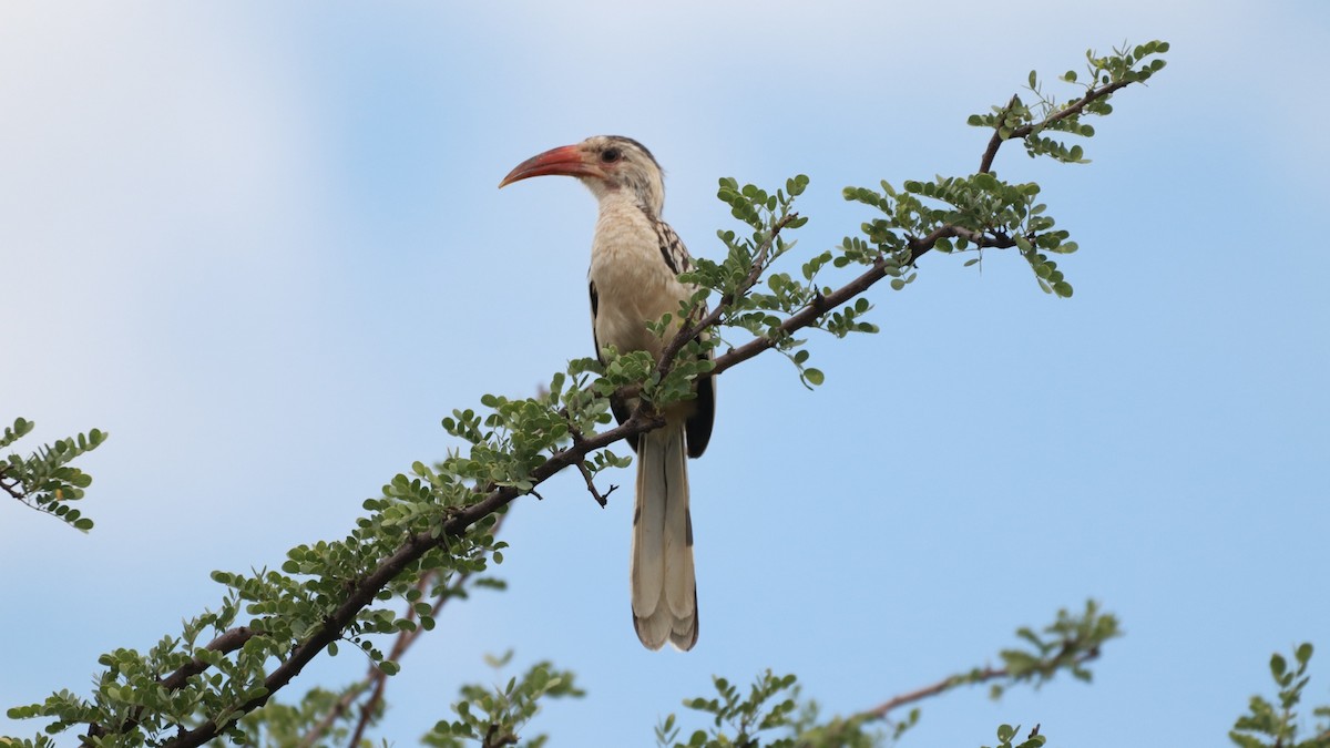 Damara Red-billed Hornbill - ML218131891