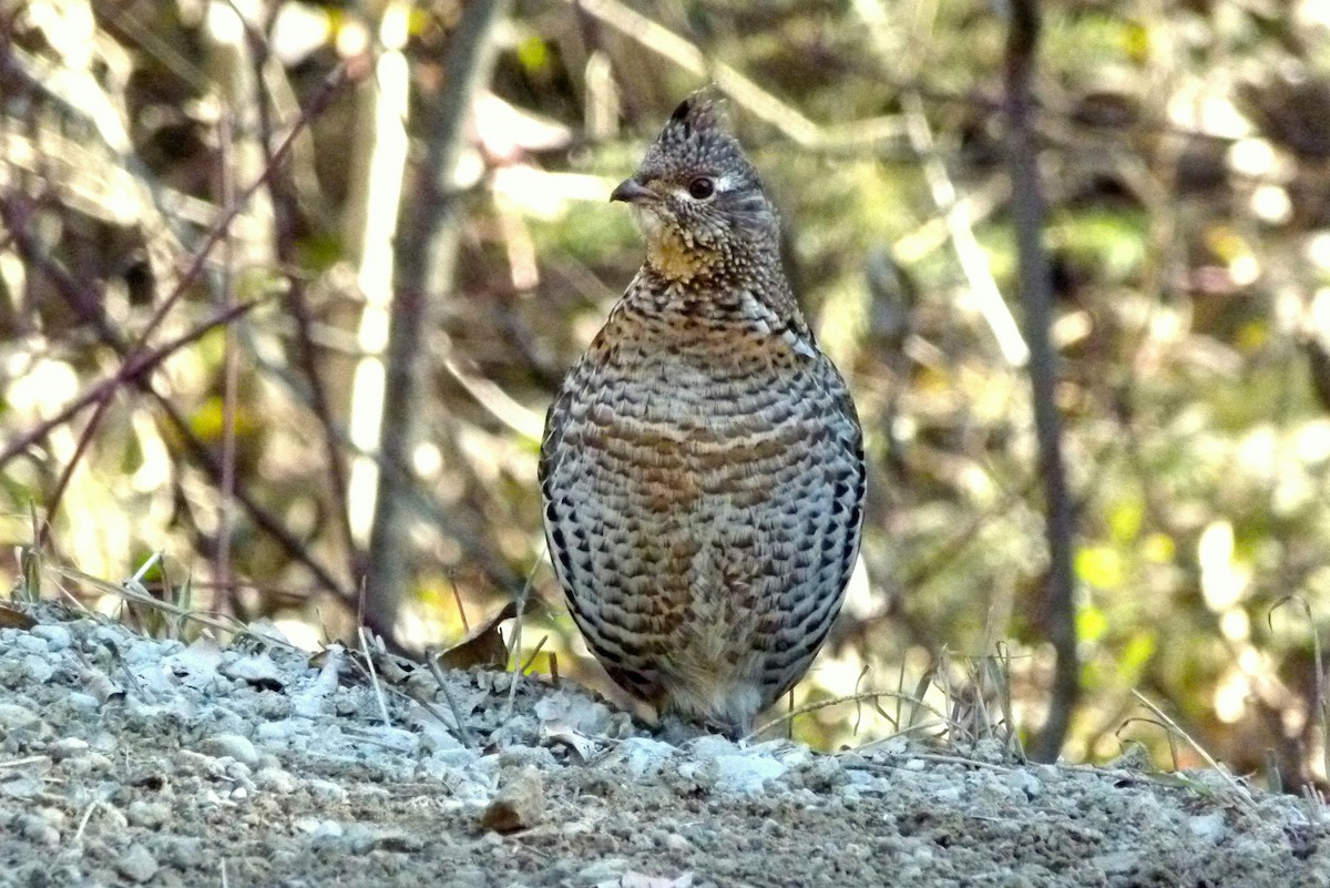 Ruffed Grouse - ML218131941