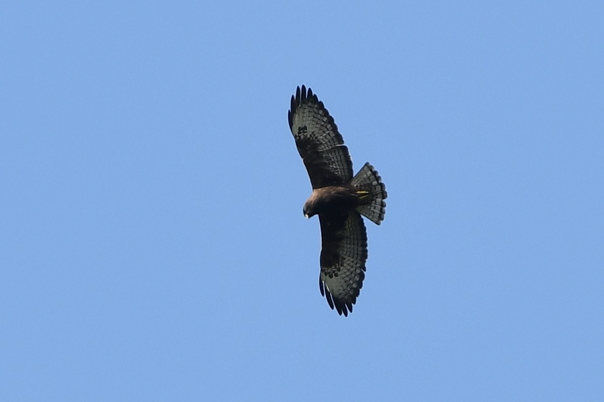 Short-tailed Hawk - ML218132091