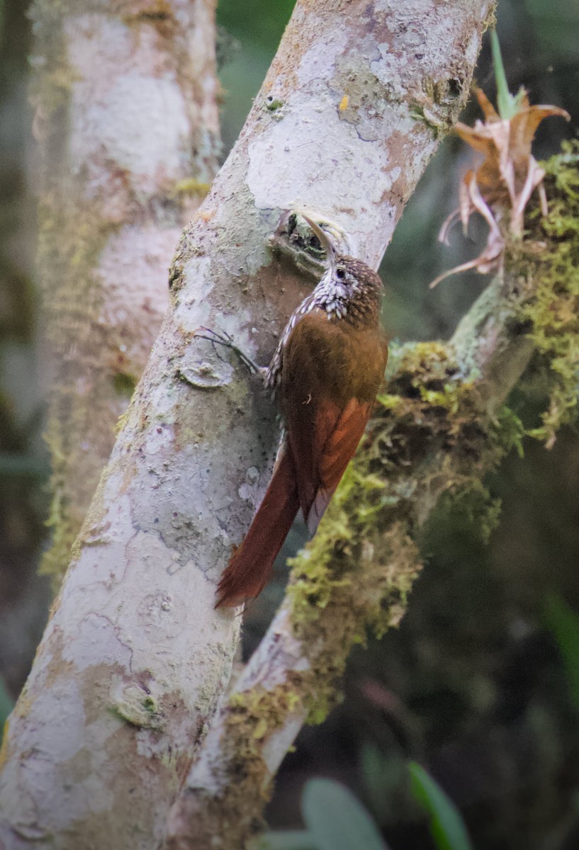 Montane Woodcreeper - ML218132691