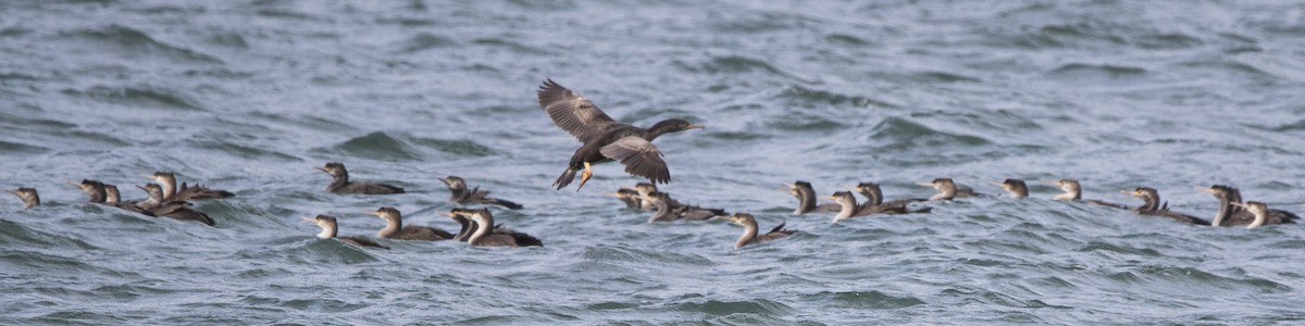 Spotted Shag - Oscar Thomas