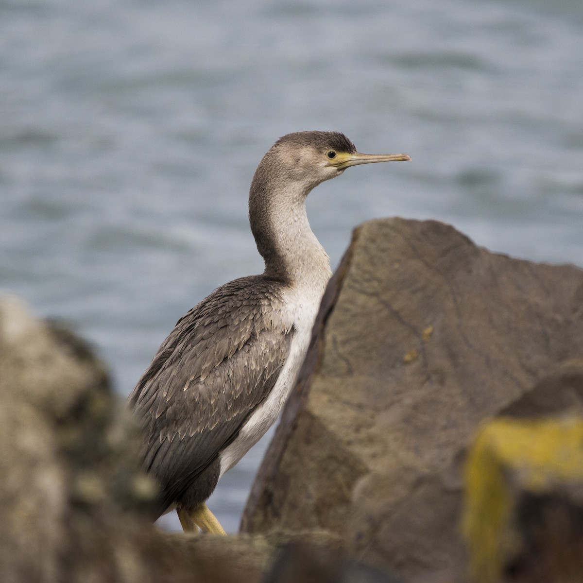 Spotted Shag - Oscar Thomas