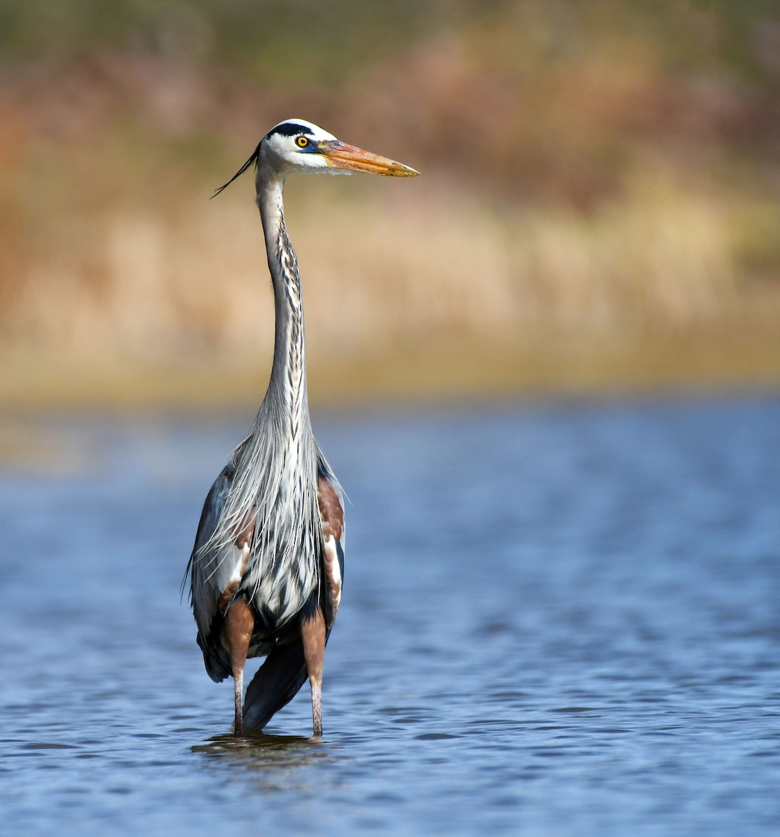 Garza Azulada - ML218135261