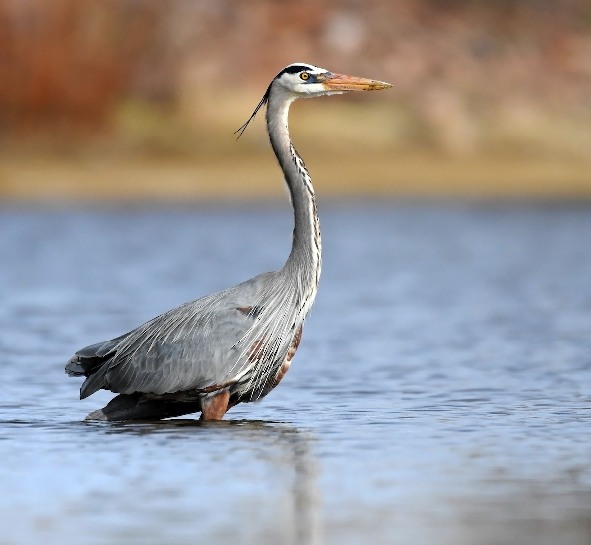 Garza Azulada - ML218135271