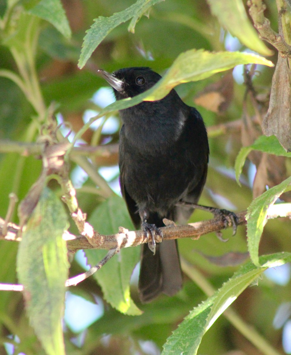 Black Flowerpiercer - ML218136011