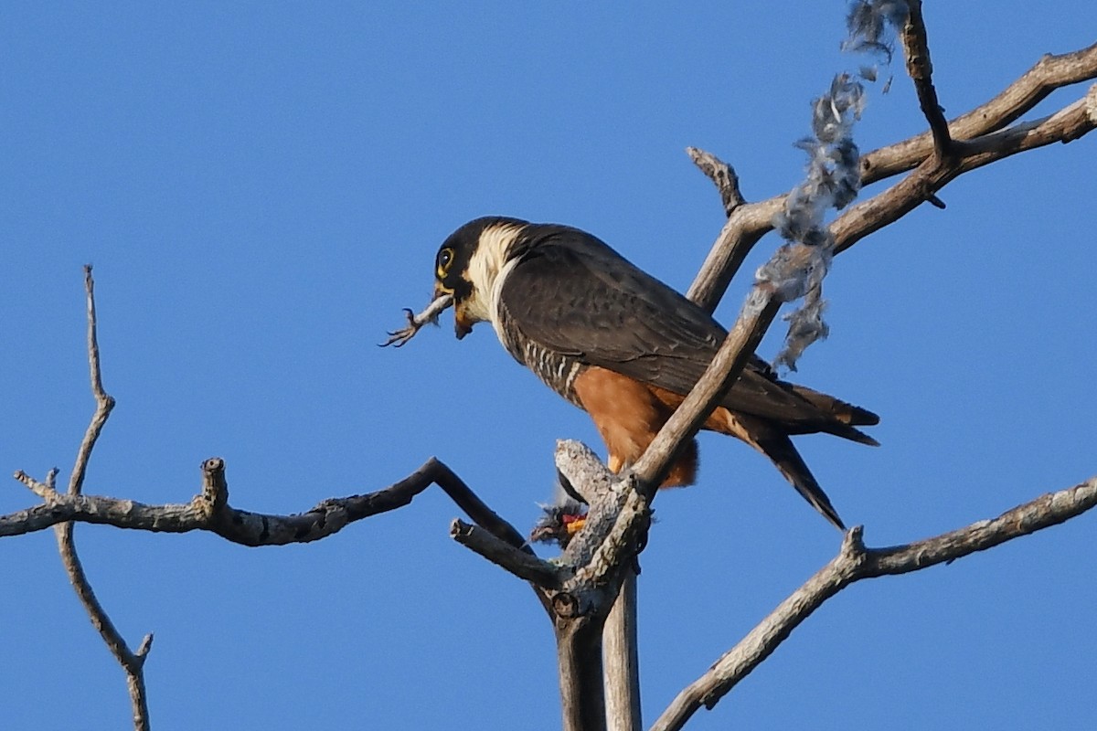 Bat Falcon - Steve Heinl