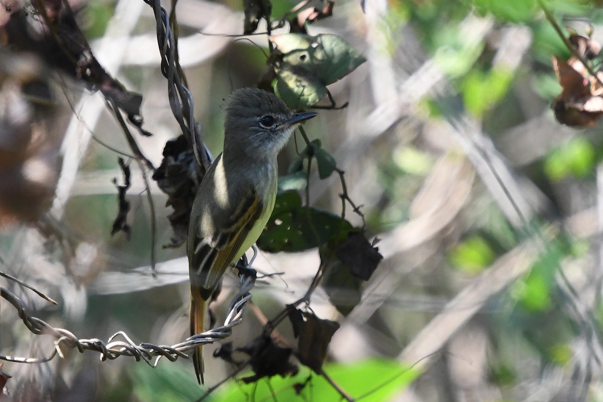 Flammulated Flycatcher - ML218136741