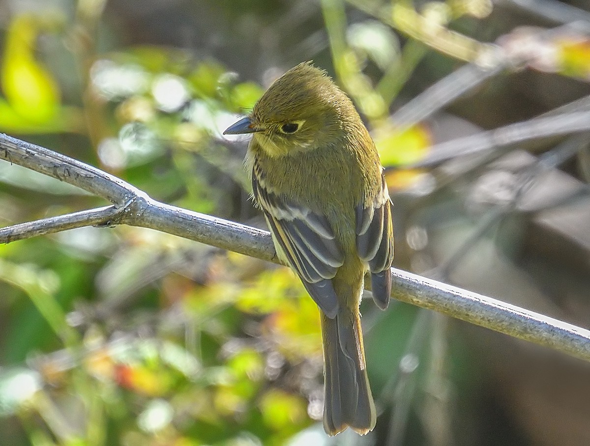 Western Flycatcher (Pacific-slope) - ML218137321