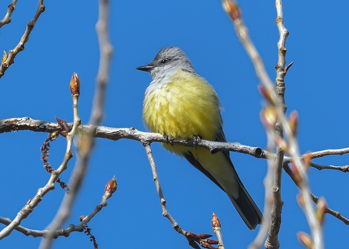 Western Kingbird - Jerry Ting