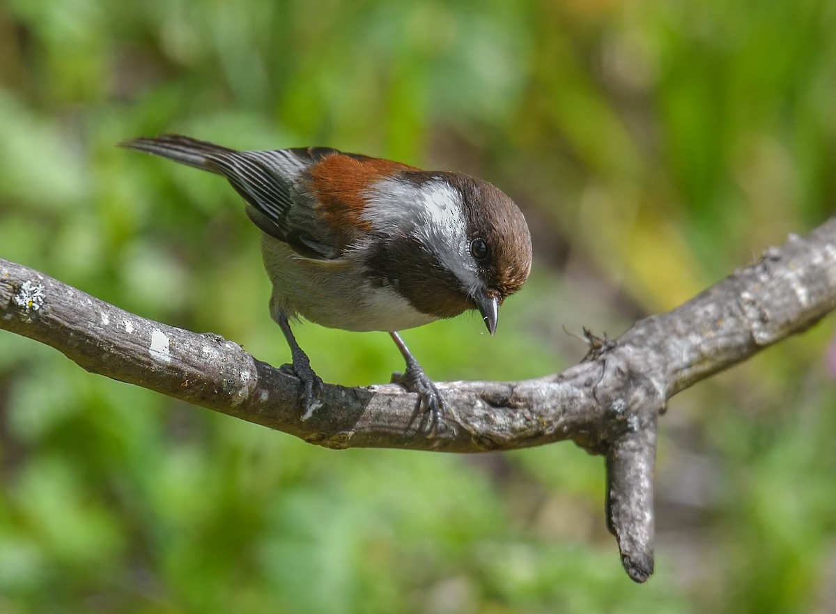 Mésange à dos marron - ML218137361