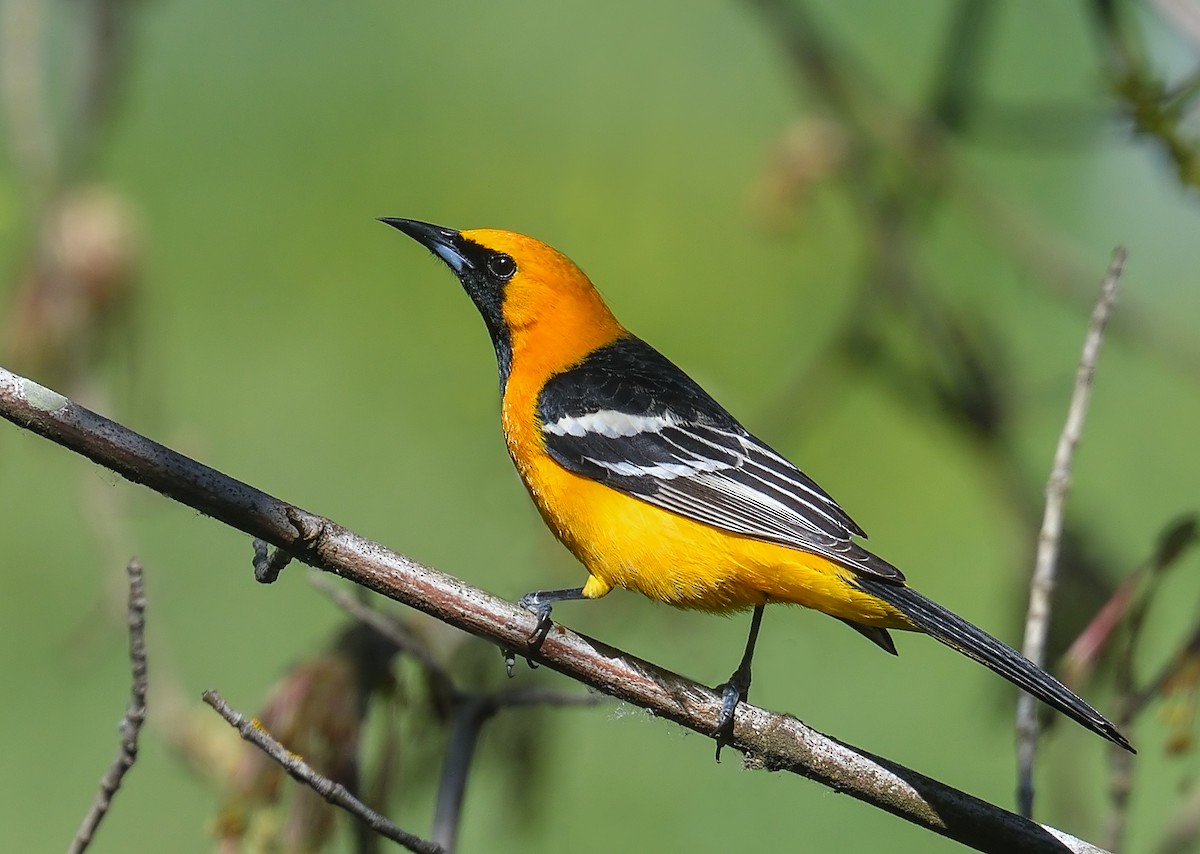 Hooded Oriole - Jerry Ting