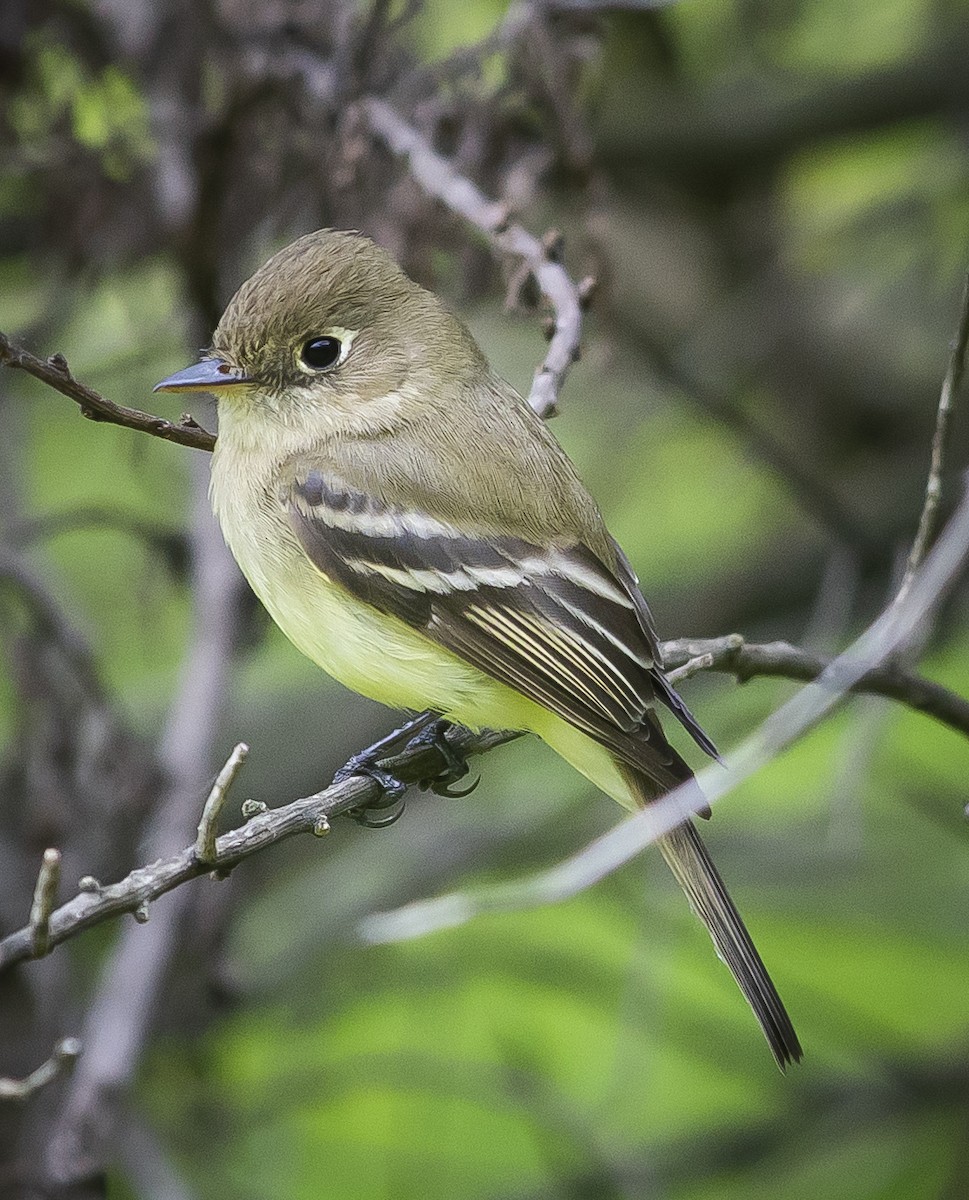 Western Flycatcher (Pacific-slope) - Anonymous