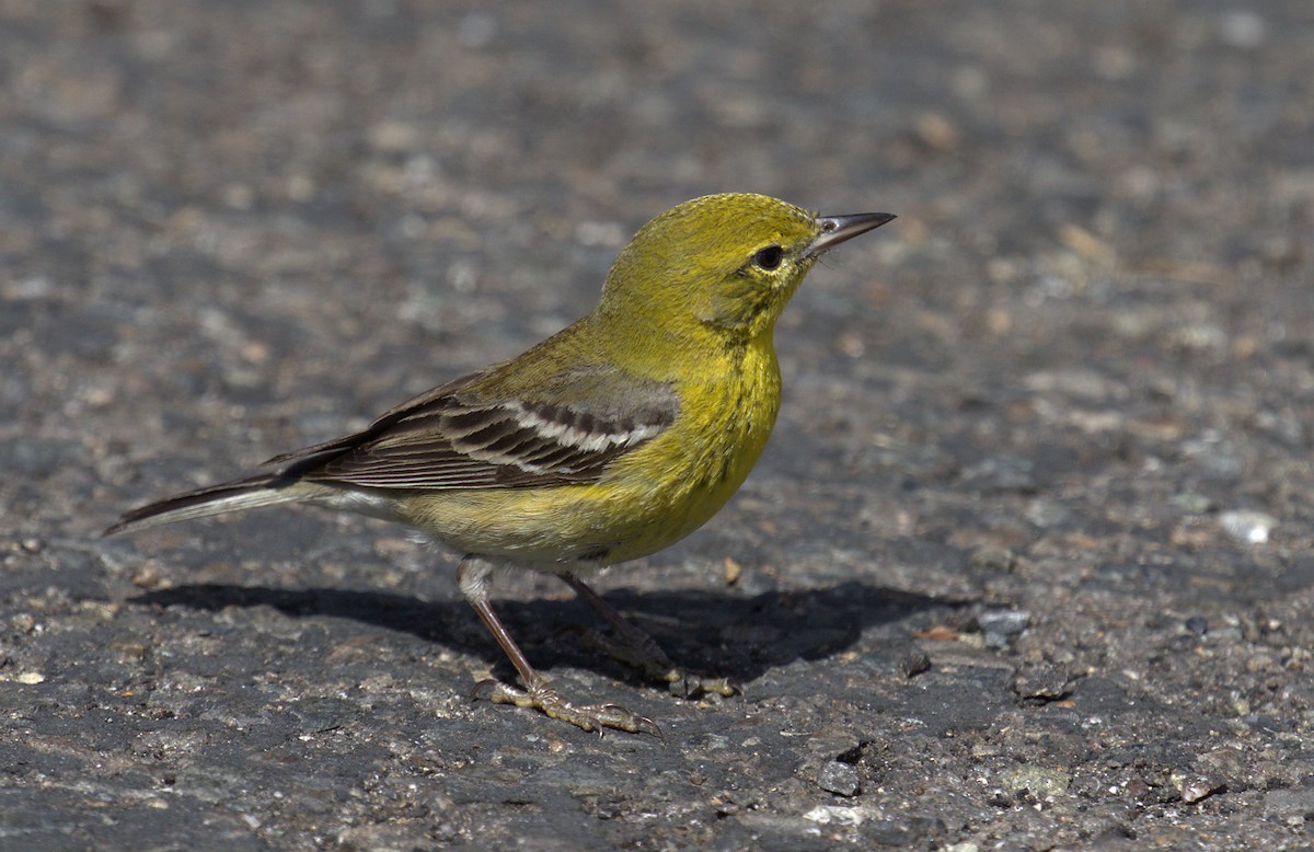 Pine Warbler - ML218139031