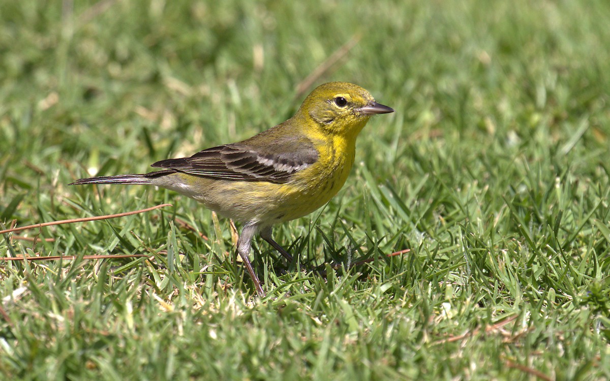 Pine Warbler - Curtis Marantz